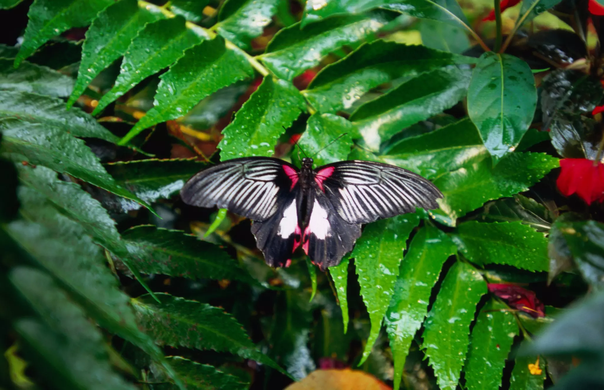 A butterfly on tropical leaves at the Peggy Notebaert Nature Museum in Lincoln Park.
