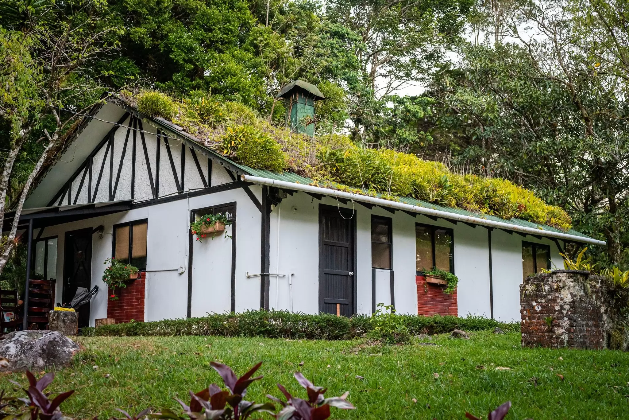 A small, single-storey building painted white and brown, with thick greenery growing on the roof. 