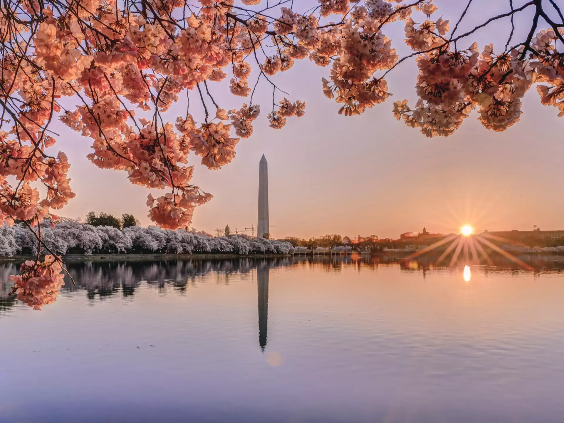 Licensing ID: 8968977, Photo ID: 105196101
Washington DC, USA, North America, Mid Atlantic, Washington Monument, National Mall, Monument, Landmark, Outdoors, Sunrise, Dawn, Nobody, Travel, Travel Destinations, Distant, Cherry Blossom, Cherry Tree, Flower, Spring, Plants, Branch, Tree, Nature, Water, Reflection, Seasonal
Cherry Blossoms in Washington DC at sunrise.
