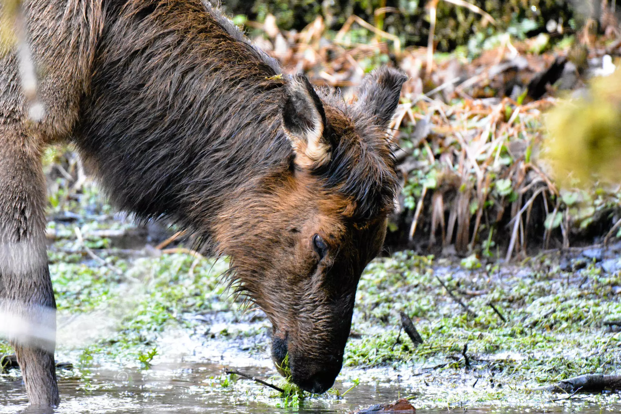 Roosevelt Elk feeding in Hoh Rainforest.
1049459714
young, wilderness, fur, mammal, animal, action, big, coast, elk, environment, fauna, feeding, forest, game, habitat, hiking, hoh, indigenous, national, nature, pacific, park, rain, rainforest, roosevelt, state, trail, vegetation, wild, wildlife, youngster