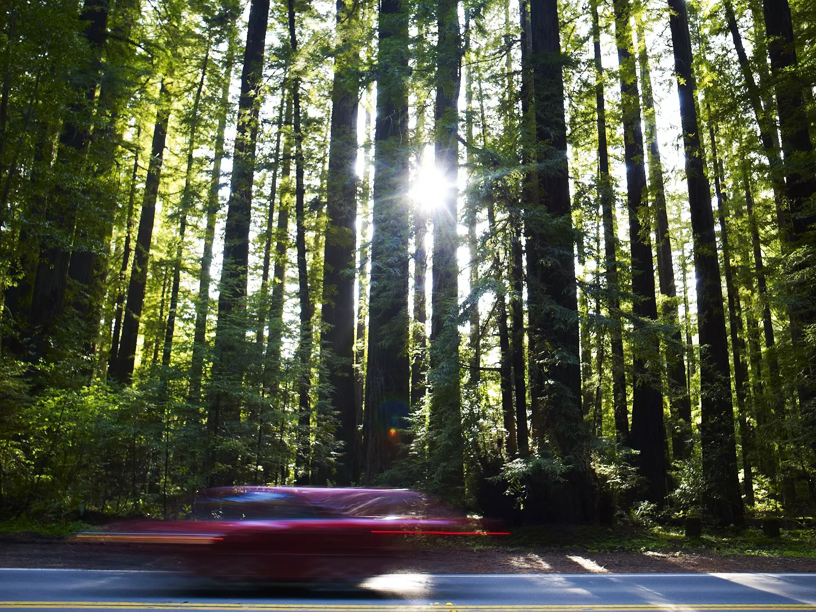 Car driving on road through forest of towering redwood trees. ©Mark Read/Lonely Planet