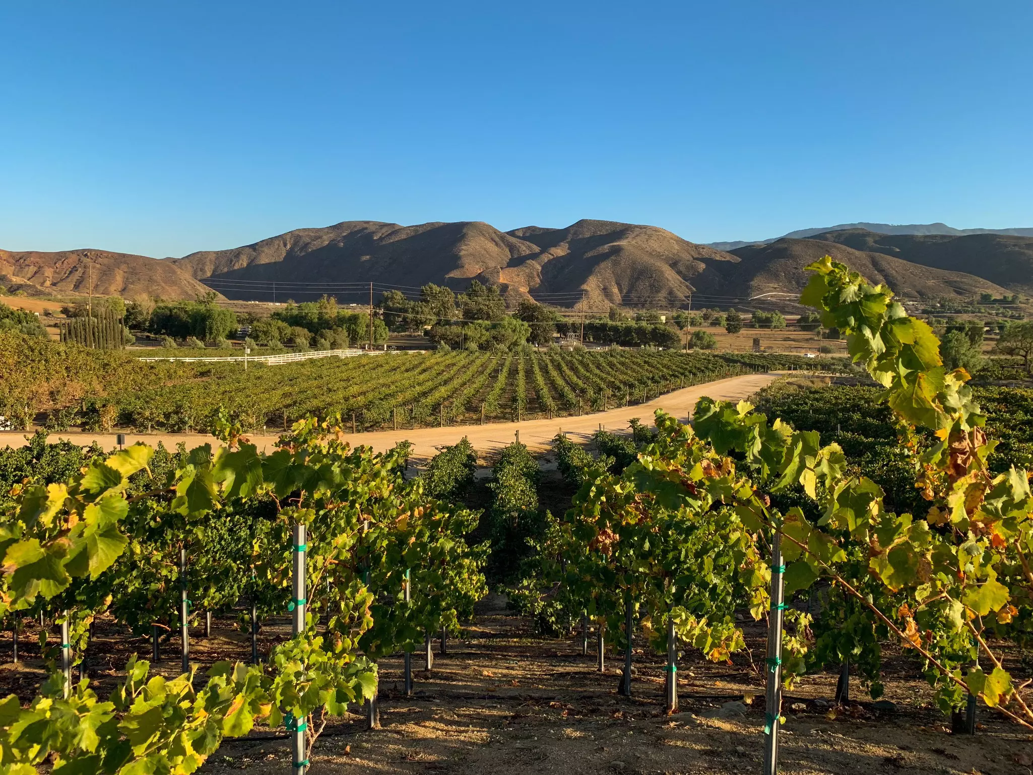 Temecula, a region most known for its wine, is gradually emerging as a food destination © ekam / Shutterstock
