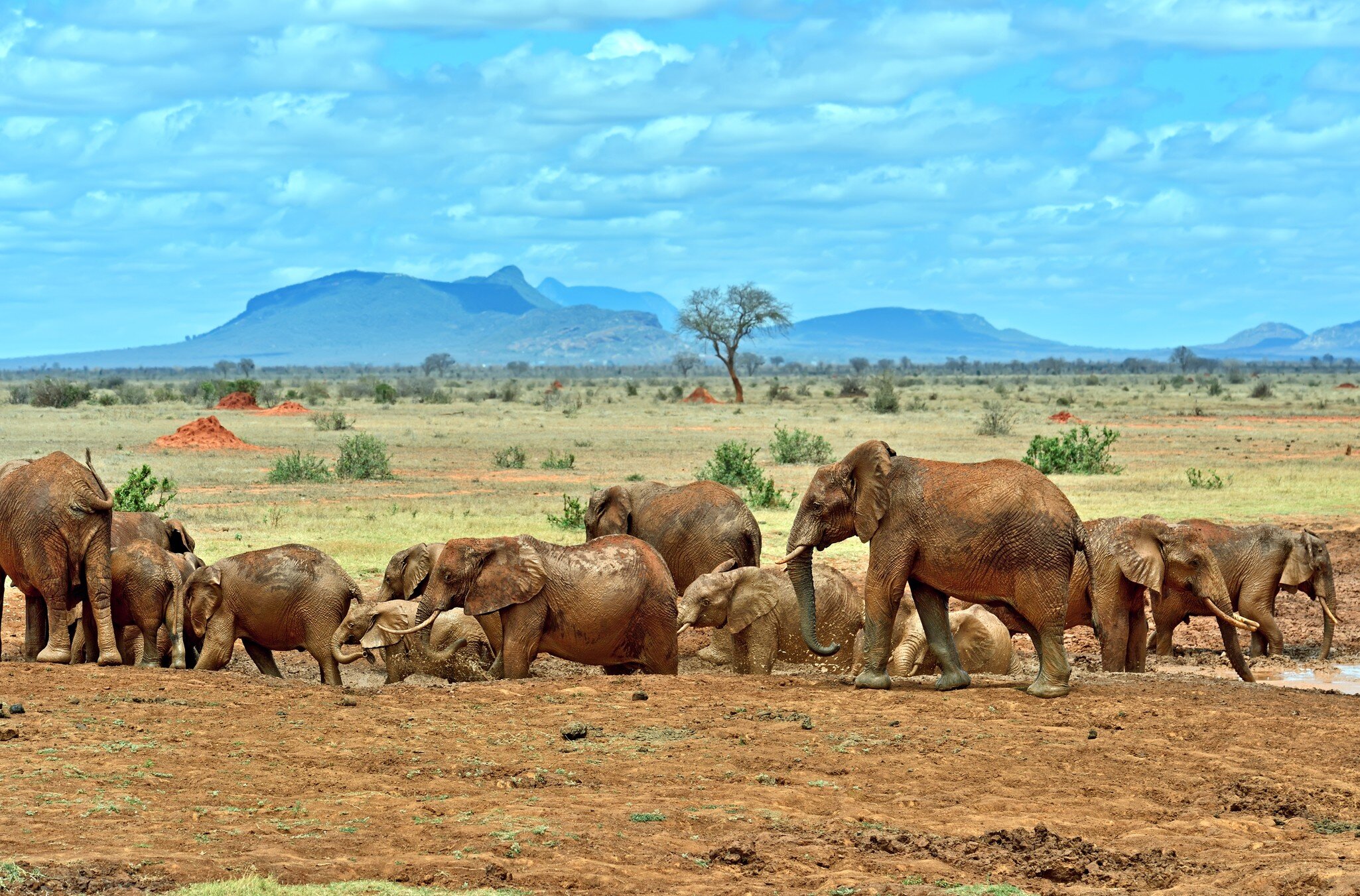 Elephants Tsavo East National Park in Kenya; Shutterstock ID 316606289; purchase_order: 65050; job: POIs; client: Lonely Planet - digital download; other: