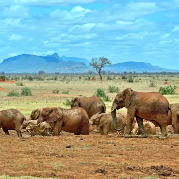 Elephants Tsavo East National Park in Kenya; Shutterstock ID 316606289; purchase_order: 65050; job: POIs; client: Lonely Planet - digital download; other: