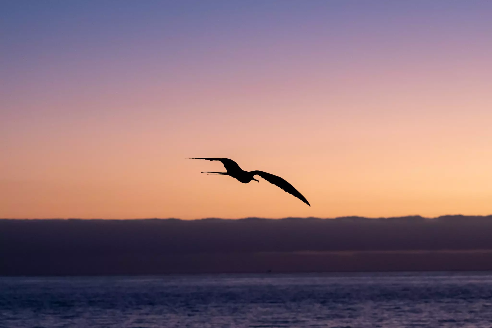 A Magnificent frigatebird hovers over the ship at sunset © Sebastian Modak / Lonely Planet