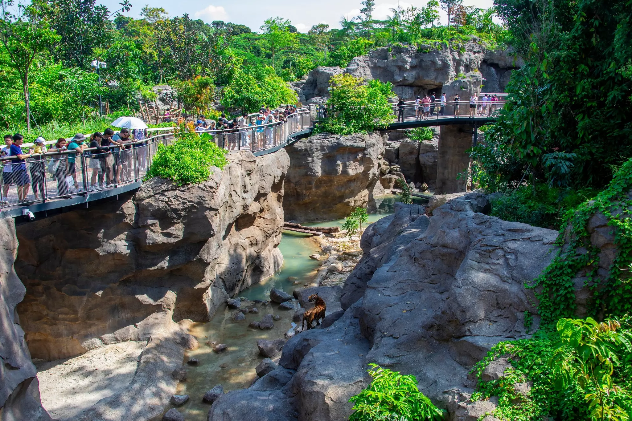 The Malayan tiger enclosure in the Rainforest Park. 