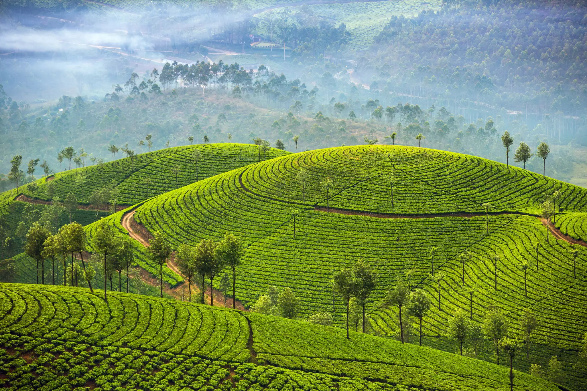Tea plantations in Munnar, Kerala, India.