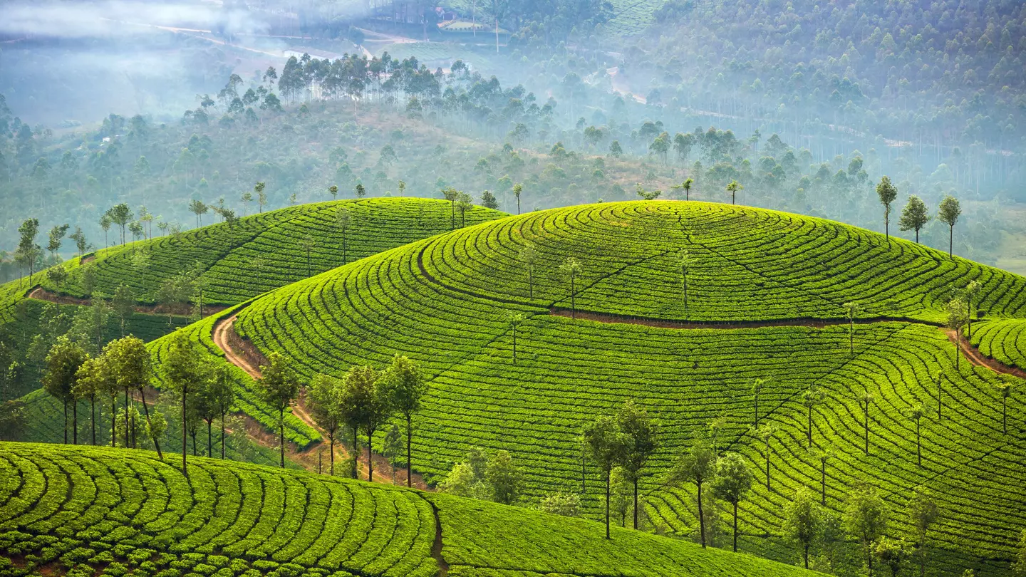 Neat green rows of tea bushes covering misty hillsides.