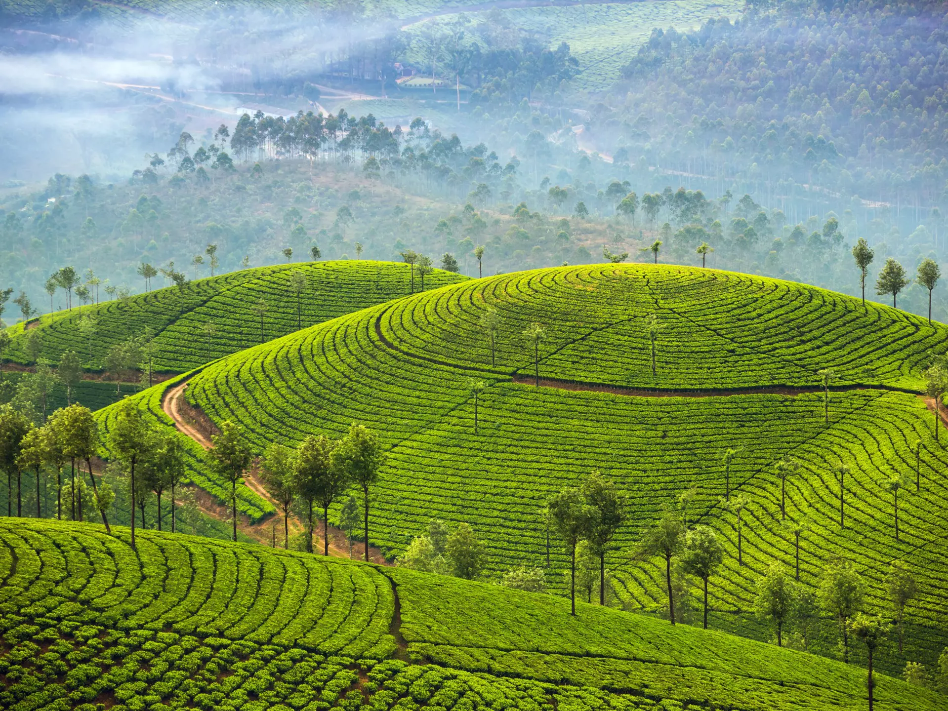 Neat green rows of tea bushes covering misty hillsides.