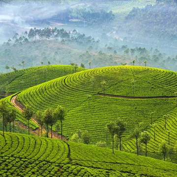 Neat green rows of tea bushes covering misty hillsides.