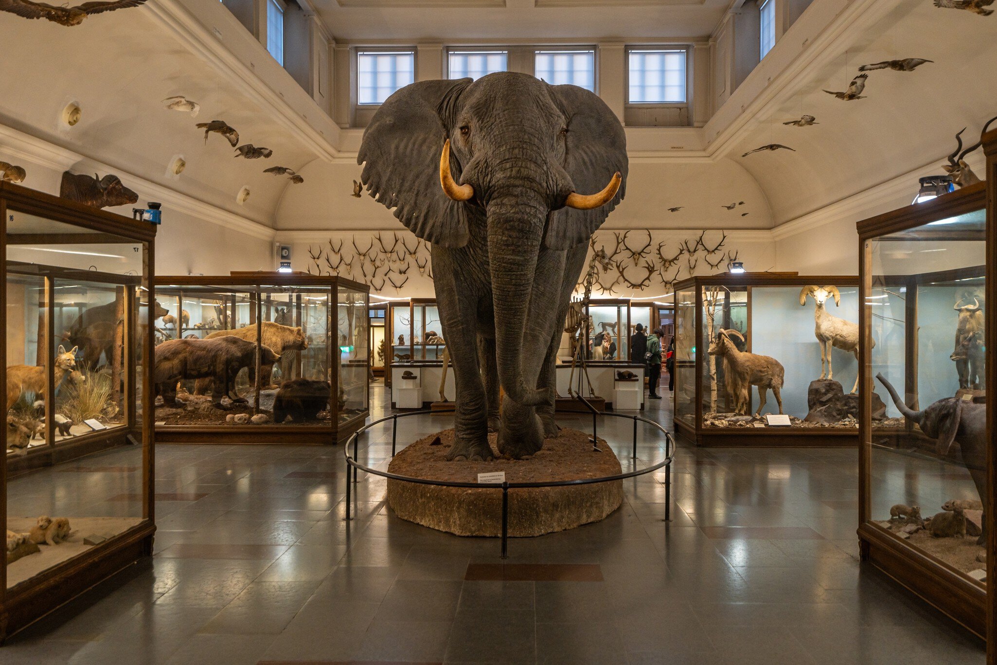 Gothenburg, Sweden, Jan. 5, 2024. Large elephant taxidermy display in Natural History Museum, License Type: media, Download Time: 2025-02-07T08:35:23.000Z, User: pinkjozie64, Editorial: true, purchase_order: 56530 - Guidebooks, job: Global Publishing WIP (for books) , client: Sweden 9, other: Jo-anne Riddell