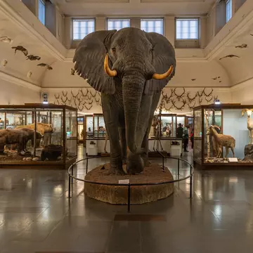 Gothenburg, Sweden, Jan. 5, 2024. Large elephant taxidermy display in Natural History Museum, License Type: media, Download Time: 2025-02-07T08:35:23.000Z, User: pinkjozie64, Editorial: true, purchase_order: 56530 - Guidebooks, job: Global Publishing WIP (for books) , client: Sweden 9, other: Jo-anne Riddell