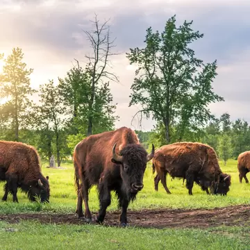 Elk Island National Park