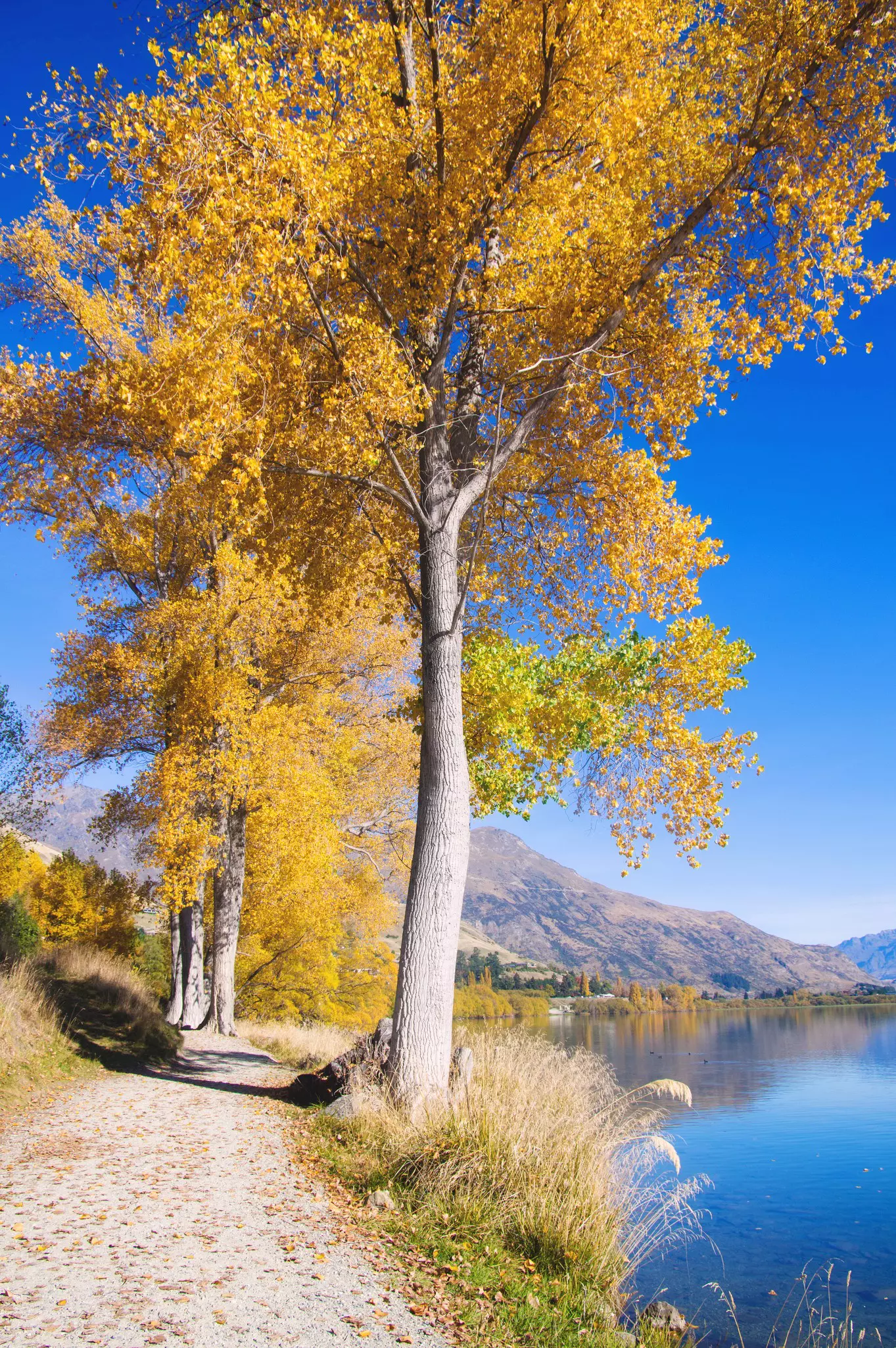 A lakeside path lined with trees with yellow leaves in the autumn sunshine.