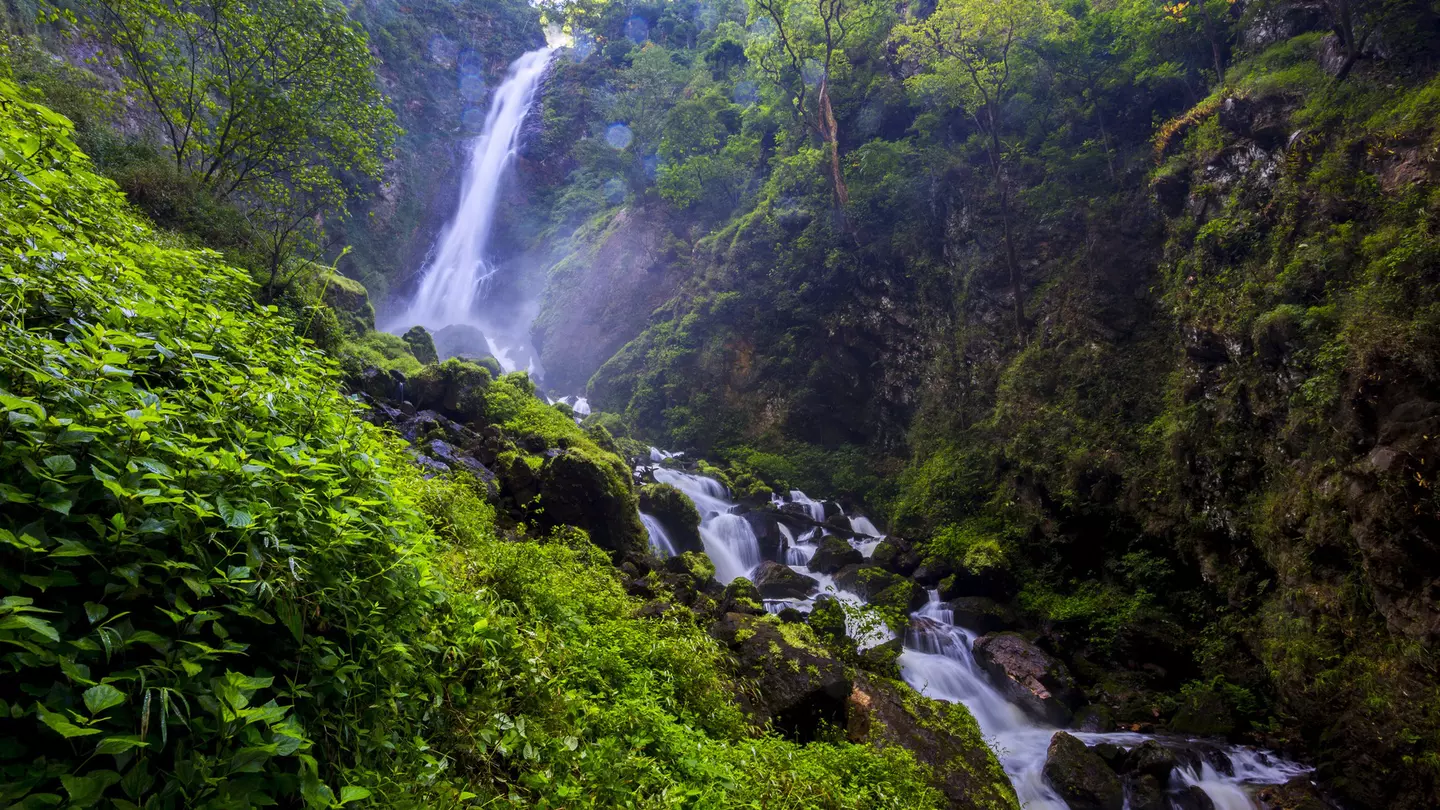 A cascade of waterfall in an area covered in dense green undergrowth