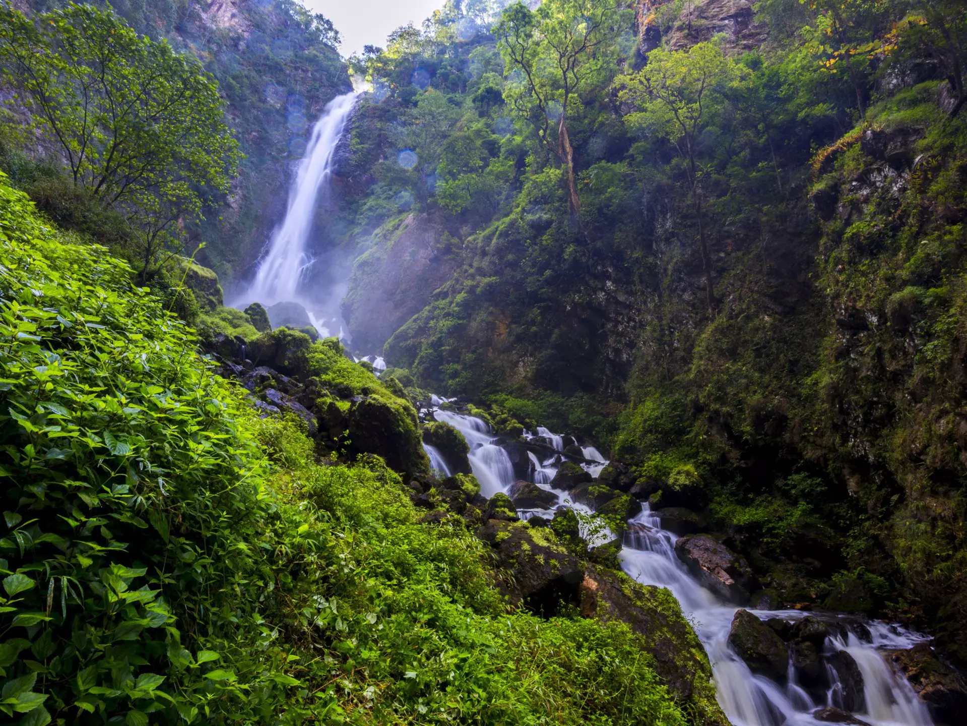 A cascade of waterfall in an area covered in dense green undergrowth