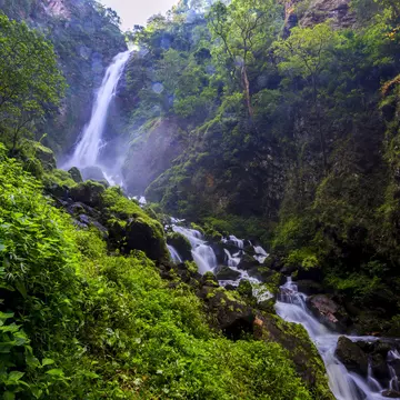 A cascade of waterfall in an area covered in dense green undergrowth