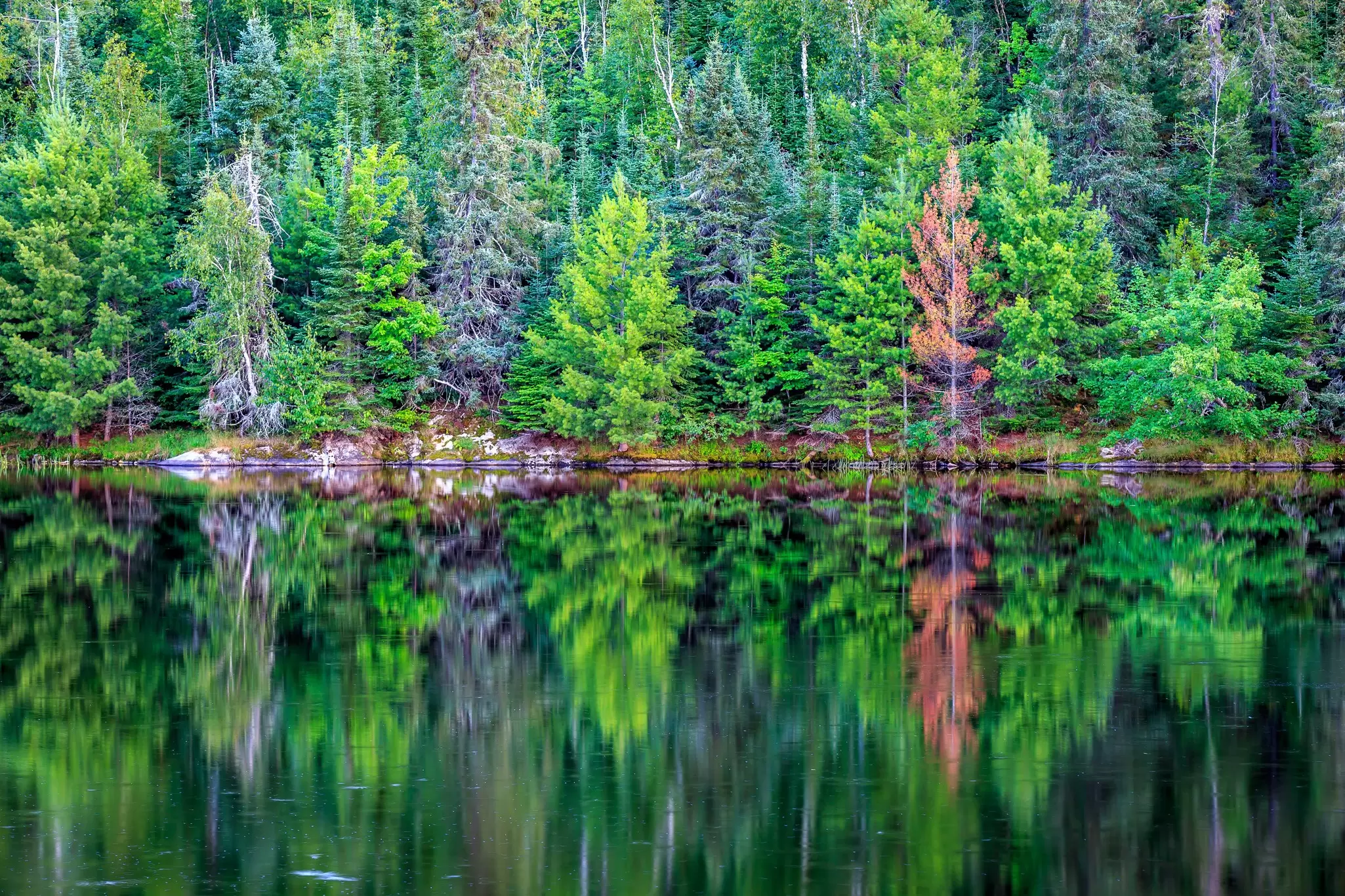 A line of pine tree reflected in a lake in Voyageurs National Park, Minnesota. 