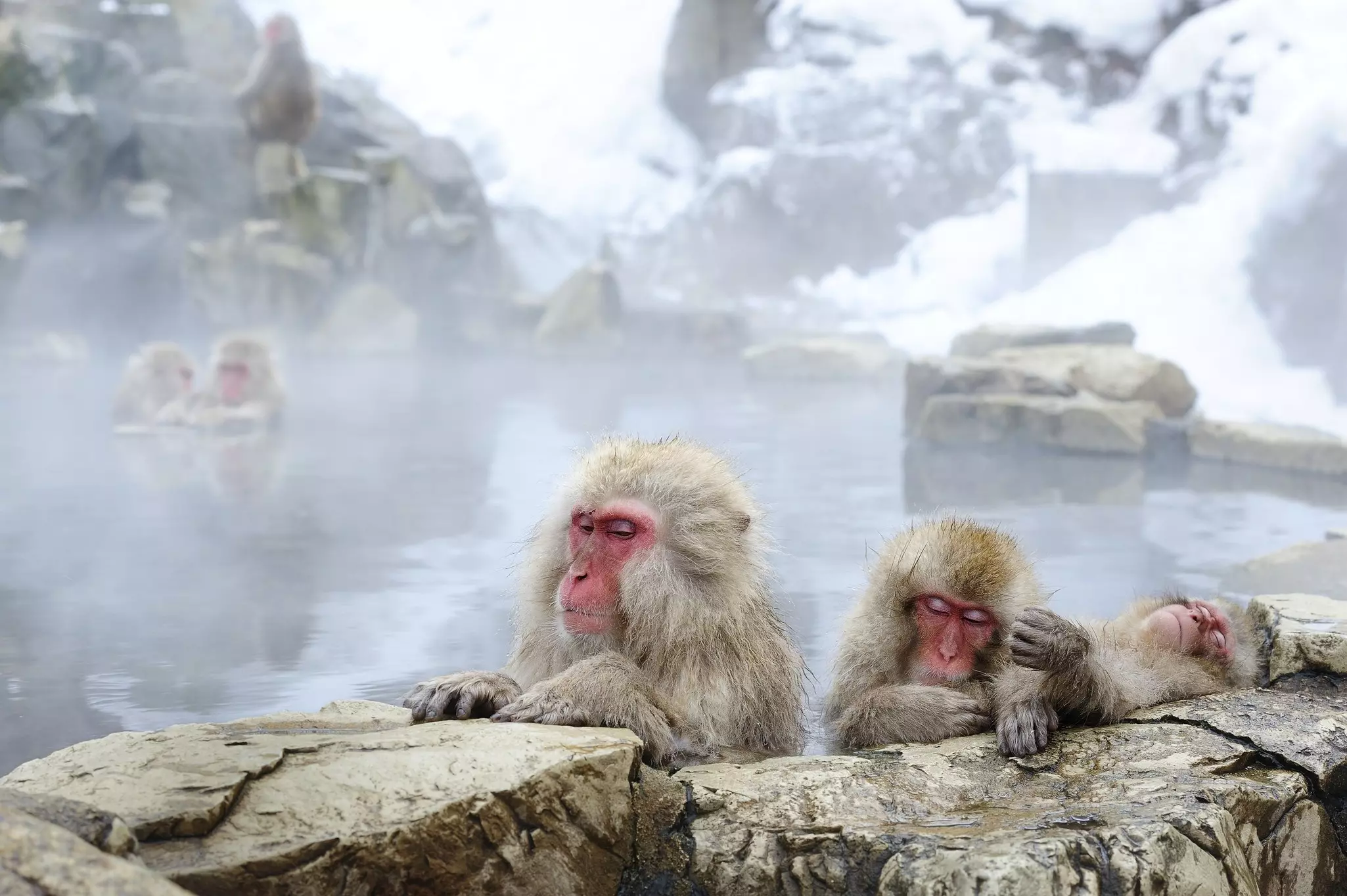 Three monkeys sleep in a steamy onsen.