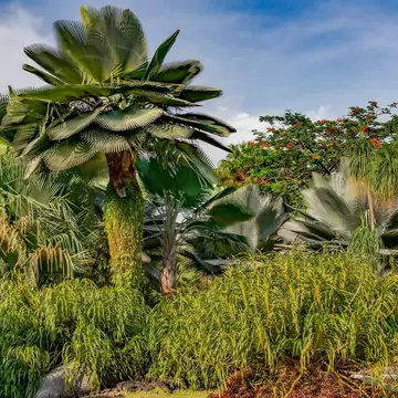 Fan palms, ponytail palms and spiky shrubs grow under a blue sky in a tropical garden bed in Singapore