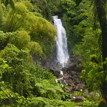 White waterfall dropping through dense green jungle onto a boulder-strewn stream, framed by ferns and leaves
