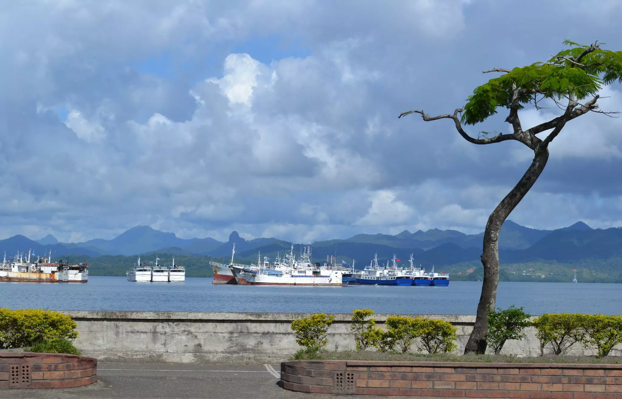 Fishing fleet at anchor, Suva harbour