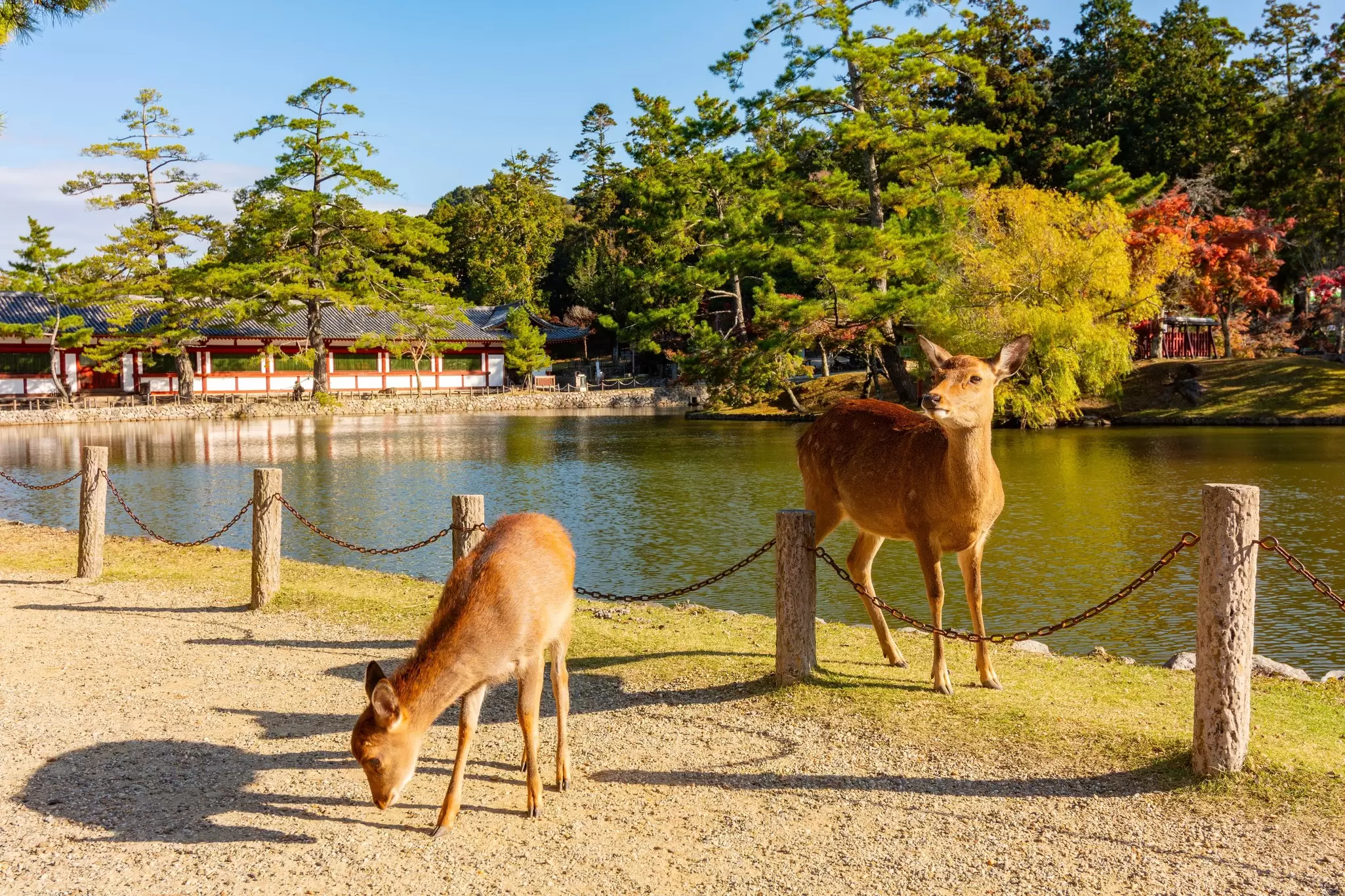 Wild deer next to a lake with fall foliage on the other side and a large pagoda.