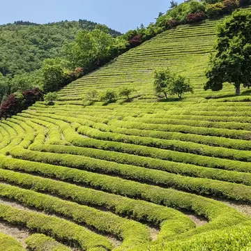 Green terraces of tea plants.