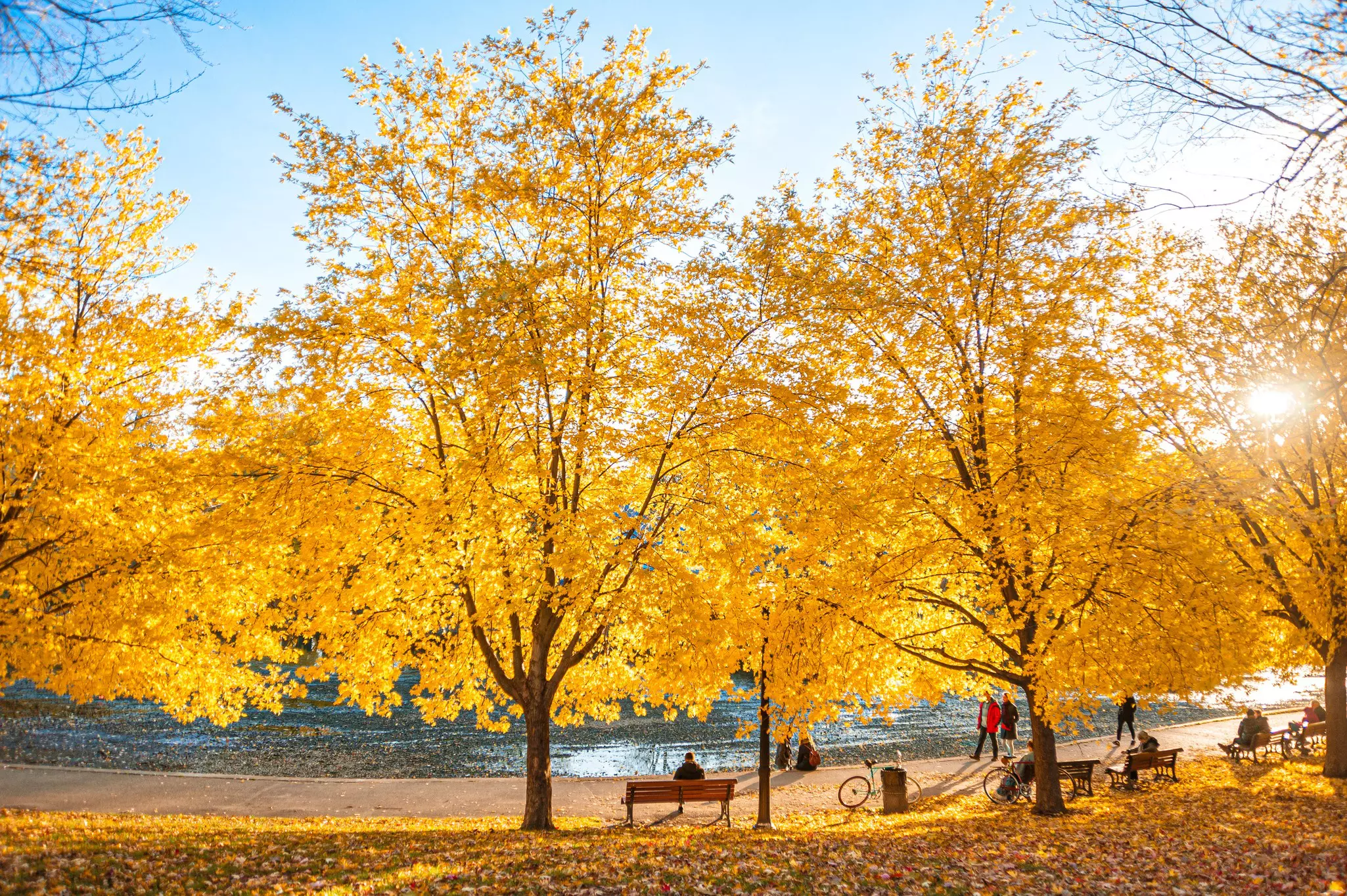 You don't need to leave Montréal to see fall colors – just visit one of its beautiful parks. Eduardo Fonseca Arraes/Getty Images