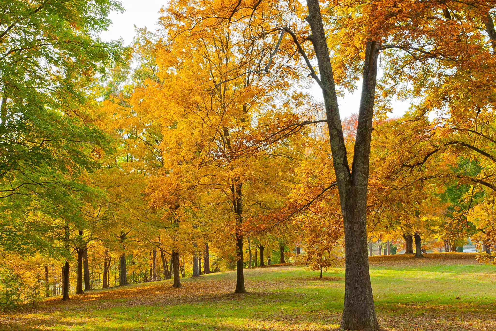 Wide shot of green park with yellow-leaved trees.
