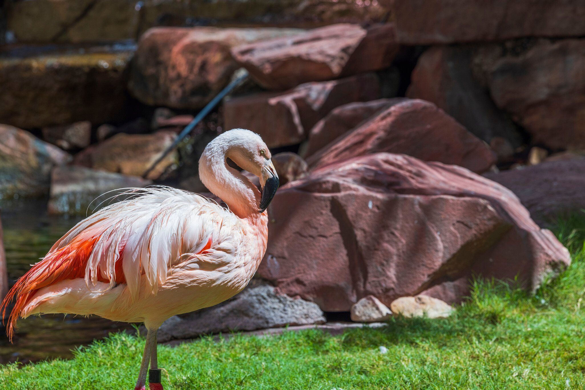 Beautiful view of cute flamingo standing on green grass near large stones. USA.
1455539246
animals, background, beautiful, beautiful backgrounds, big rocks, birds, close up, closeup, color, cute flamingo, exotic, fauna, feathers, flamingos, flock,...