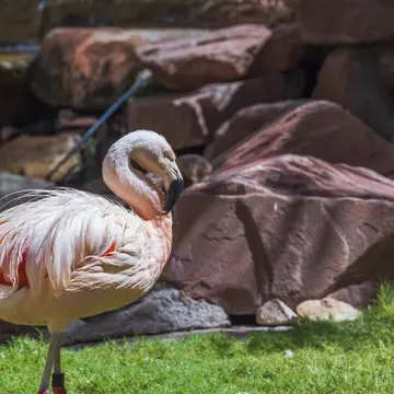 Beautiful view of cute flamingo standing on green grass near large stones. USA.
1455539246
animals, background, beautiful, beautiful backgrounds, big rocks, birds, close up, closeup, color, cute flamingo, exotic, fauna, feathers, flamingos, flock,...