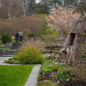 Stone-stepped garden beds with tulips, daffodils and a flowering cherry tree at Cornell Botanic Gardens in Ithaca, New York