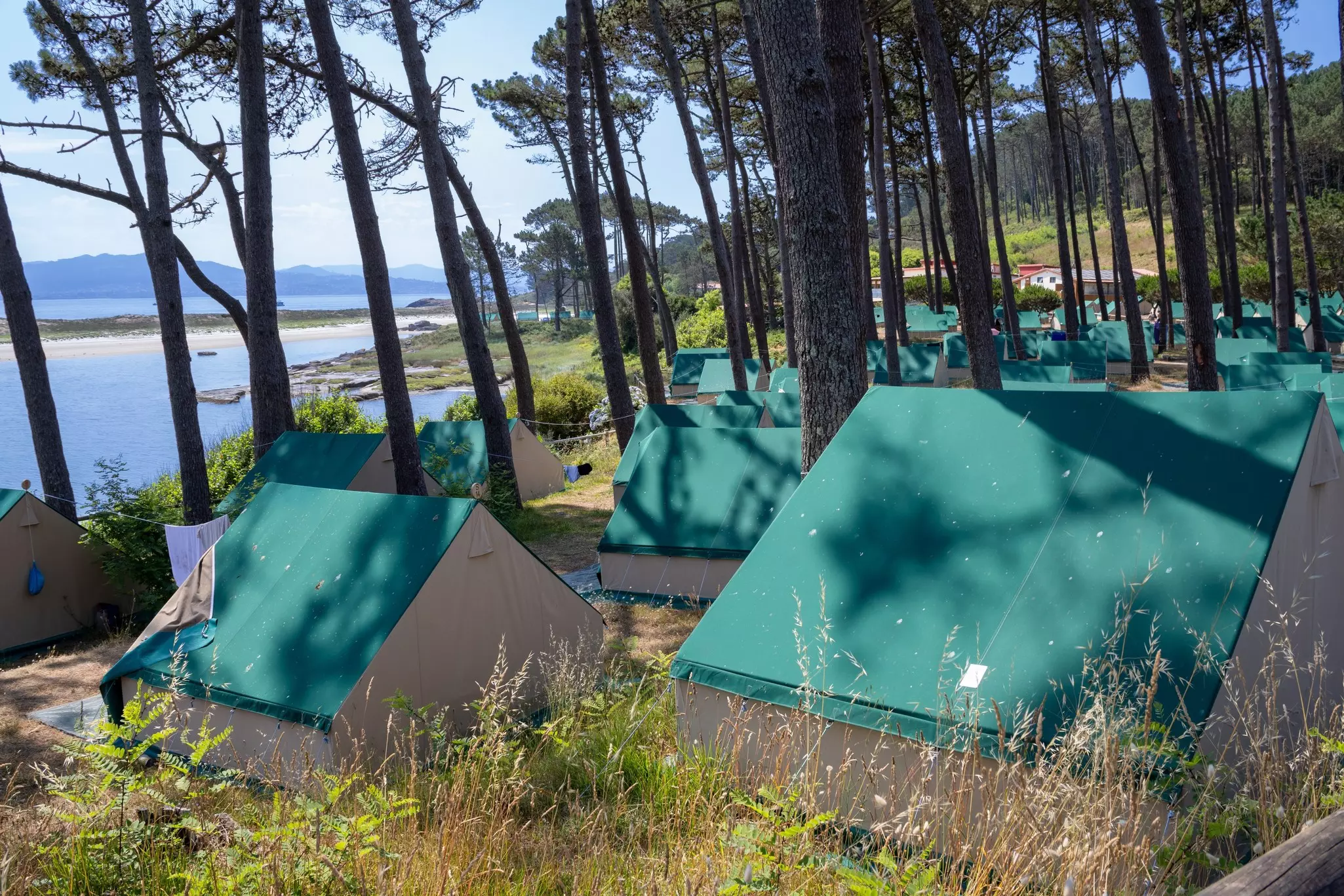 Green peaked tents under evergreen trees; water is beyond the trees.