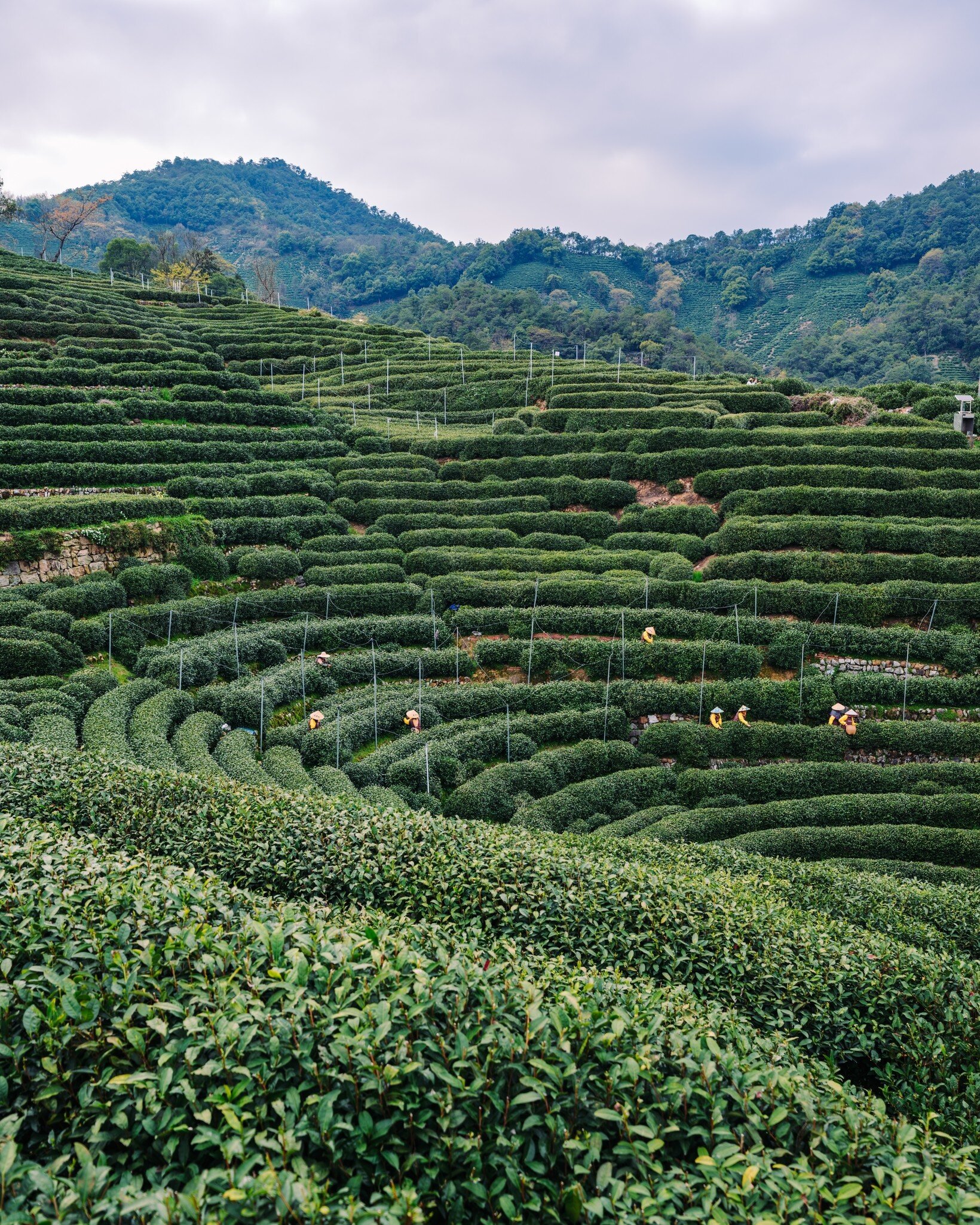 female tea pickers of Hangzhou Longjing Village harvesting fresh Longjing green tea on the terraced fields, Hangzhou China, License Type: media, Download Time: 2026-08-31T22:40:29.000Z, User: LP_NZhan, Editorial: false, purchase_order: 65050 - Digital Destinations and Articles, job: App Content, client: Lonely Planet App, other: Nadine Zhan