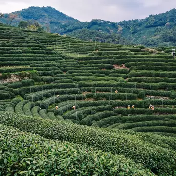 female tea pickers of Hangzhou Longjing Village harvesting fresh Longjing green tea on the terraced fields, Hangzhou China, License Type: media, Download Time: 2026-08-31T22:40:29.000Z, User: LP_NZhan, Editorial: false, purchase_order: 65050 - Digital Destinations and Articles, job: App Content, client: Lonely Planet App, other: Nadine Zhan