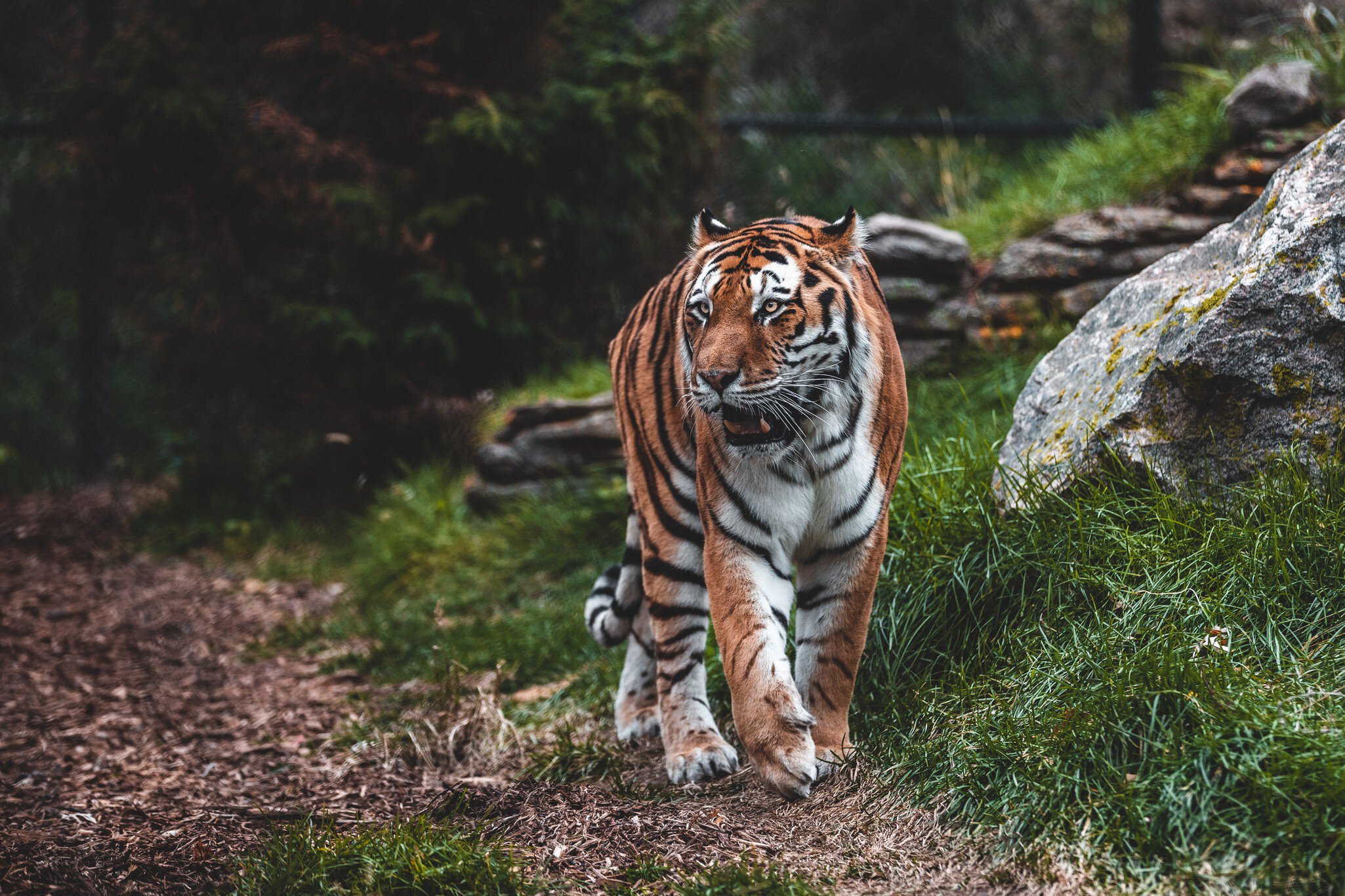 Omaha, Nebraska / USA - 10/20/2019: The incredible Bengal tiger at Omaha's Henry Doorly Zoo and Aquarium. ; Shutterstock ID 1539350990;