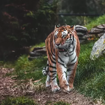 Omaha, Nebraska / USA - 10/20/2019: The incredible Bengal tiger at Omaha's Henry Doorly Zoo and Aquarium. ; Shutterstock ID 1539350990;