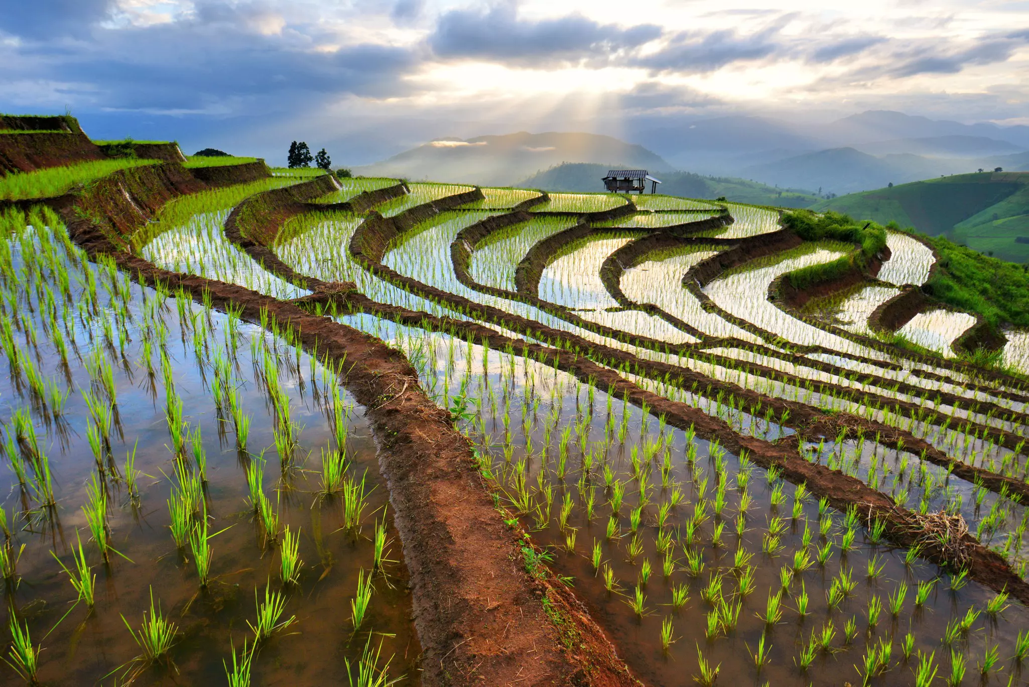 Tiered rice fields with sprigs growing