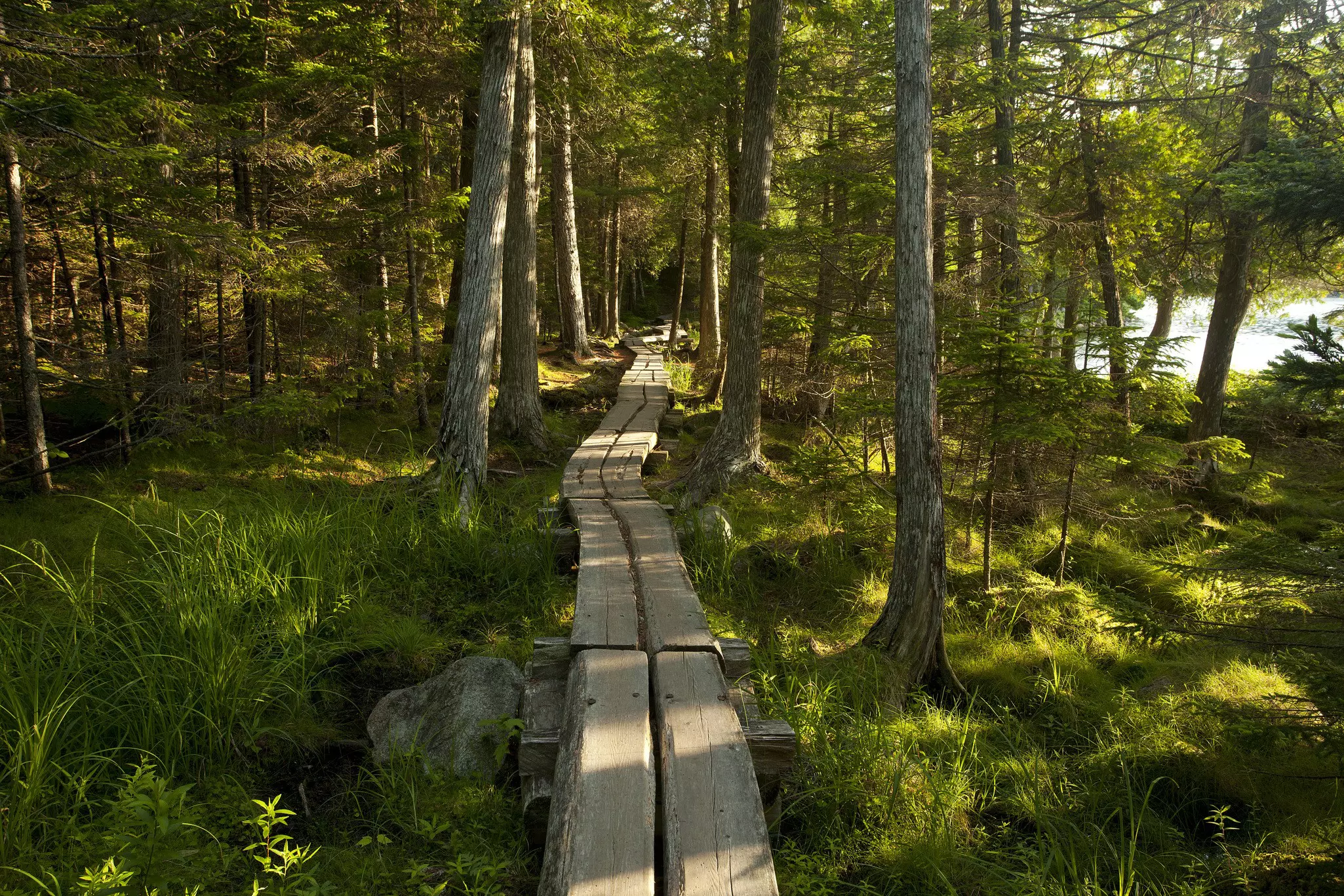 A boardwalk through dense forest around Jordan Pond in Acadia National Park, Maine.