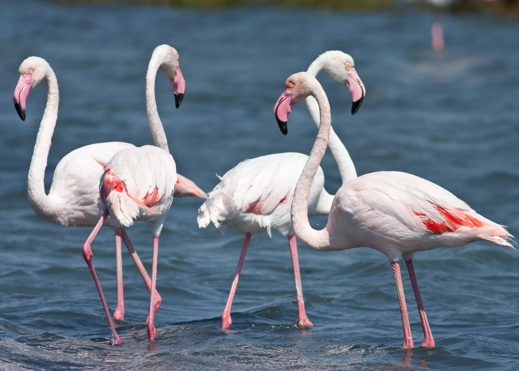 A group of flamingos in the Gediz Delta, Izmir, Turkey.
