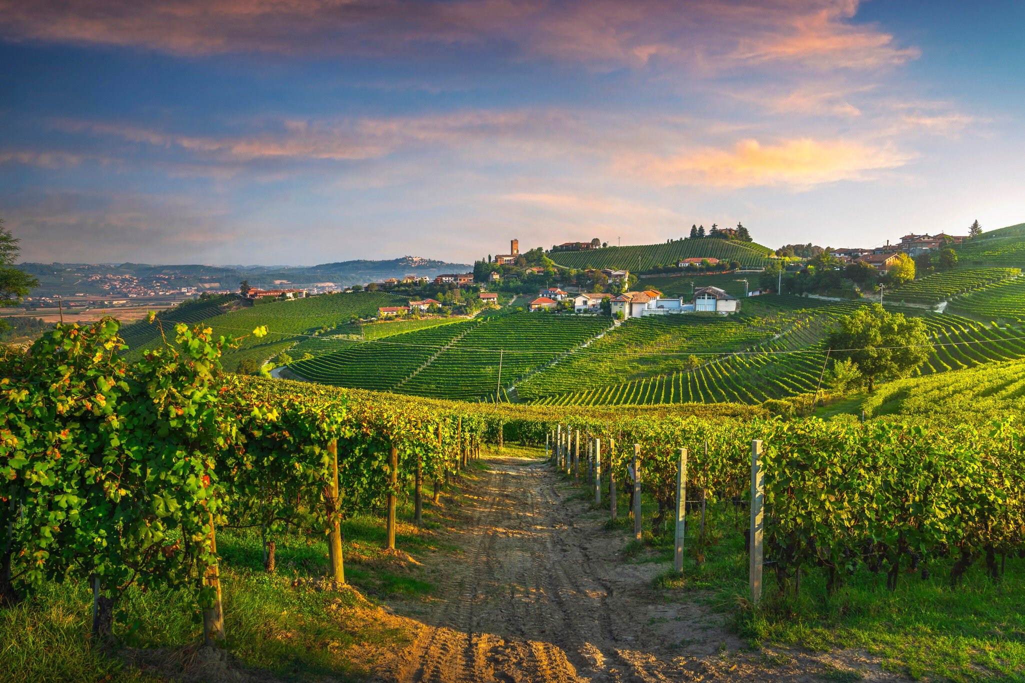 The rolling hills of the Langhe region are carpeted with vineyards. StevanZZ / Shutterstock