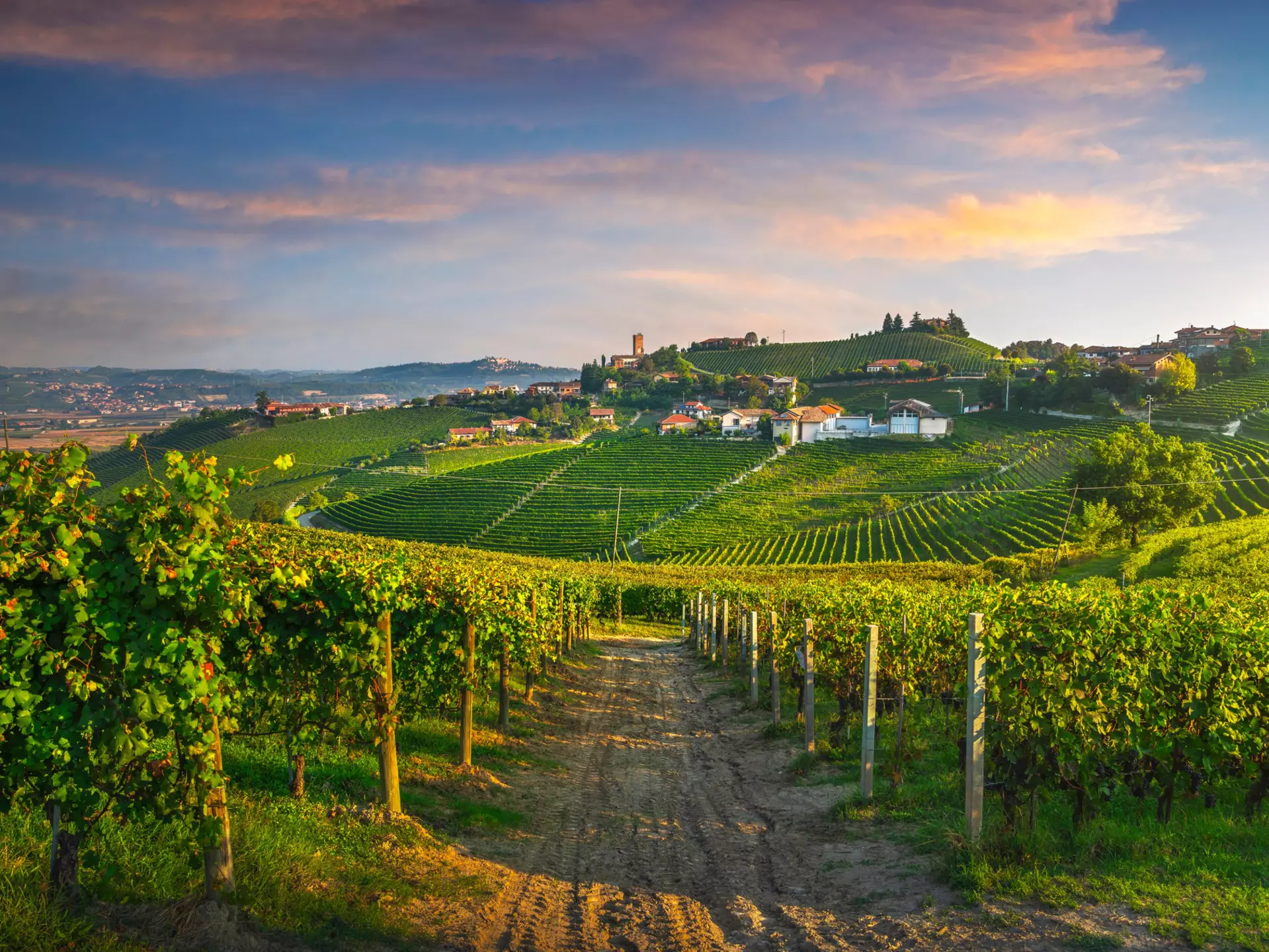The rolling hills of the Langhe region are carpeted with vineyards. StevanZZ / Shutterstock