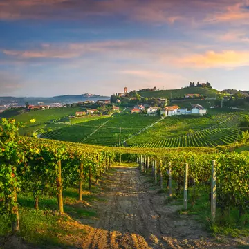 The rolling hills of the Langhe region are carpeted with vineyards. StevanZZ / Shutterstock