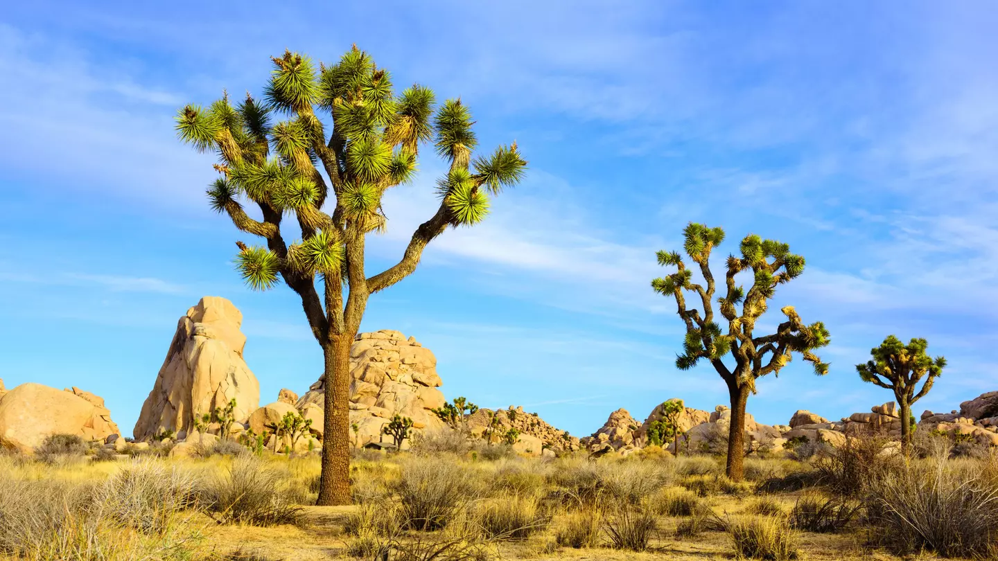 Joshua Tree National Park. Courtesy of Visit Greater Palm Springs
