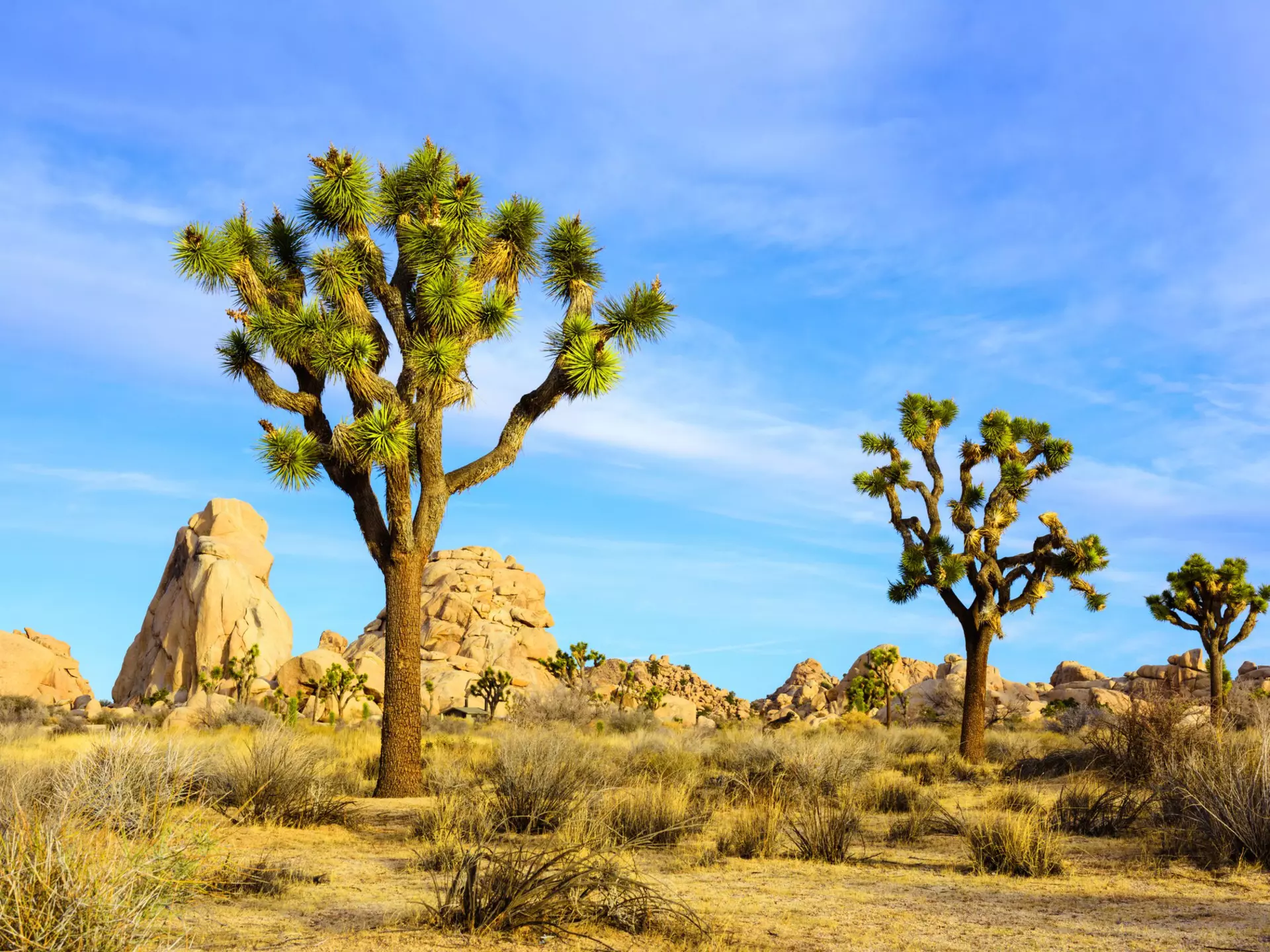 Joshua Tree National Park. Courtesy of Visit Greater Palm Springs