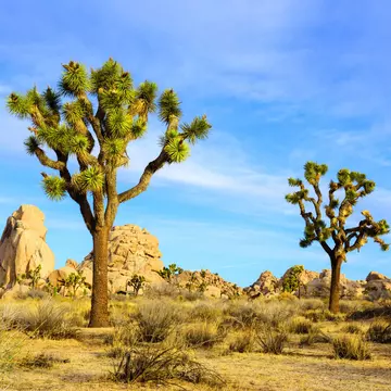 Joshua Tree National Park. Courtesy of Visit Greater Palm Springs