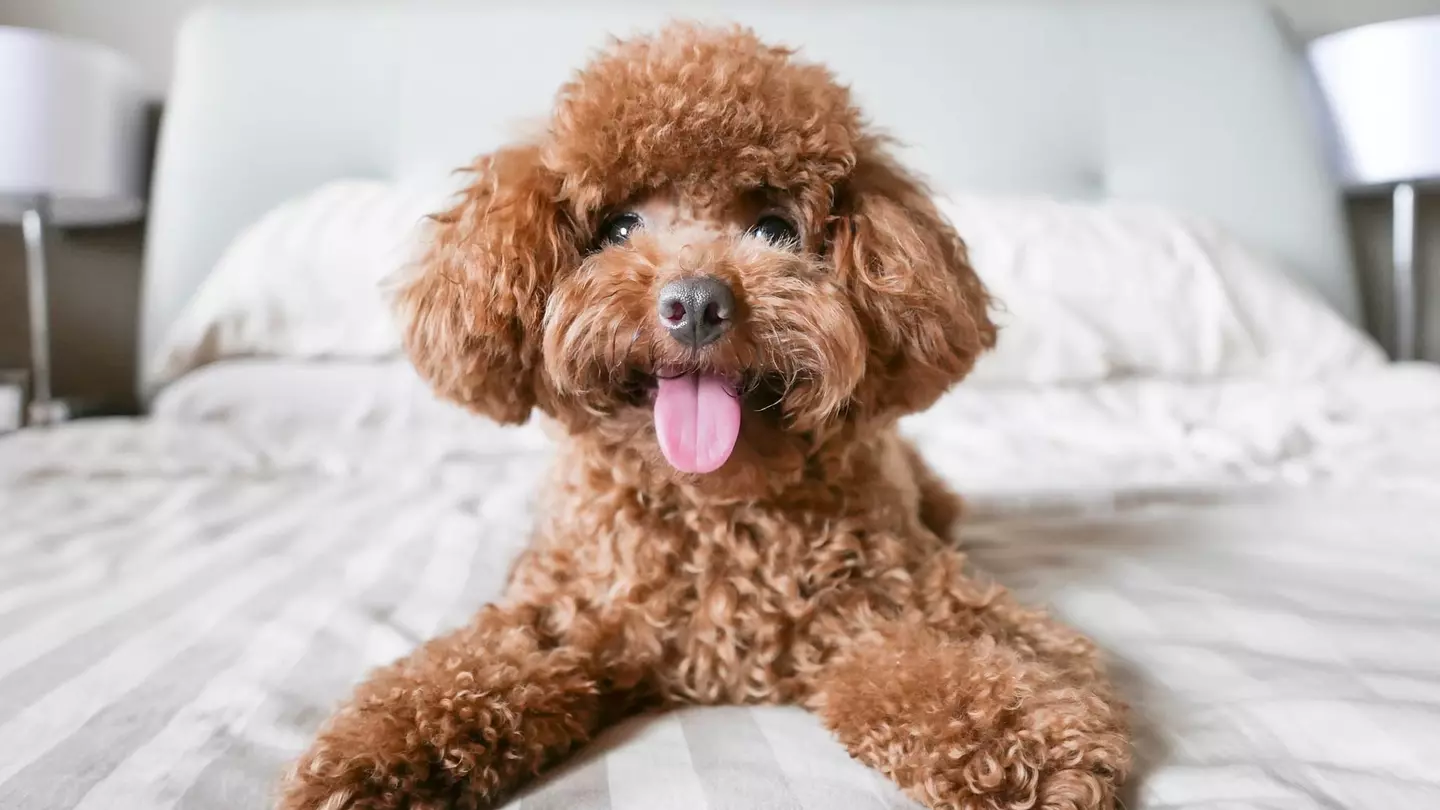 A labradoodle is lying on a white hotel bed with its tongue poking out