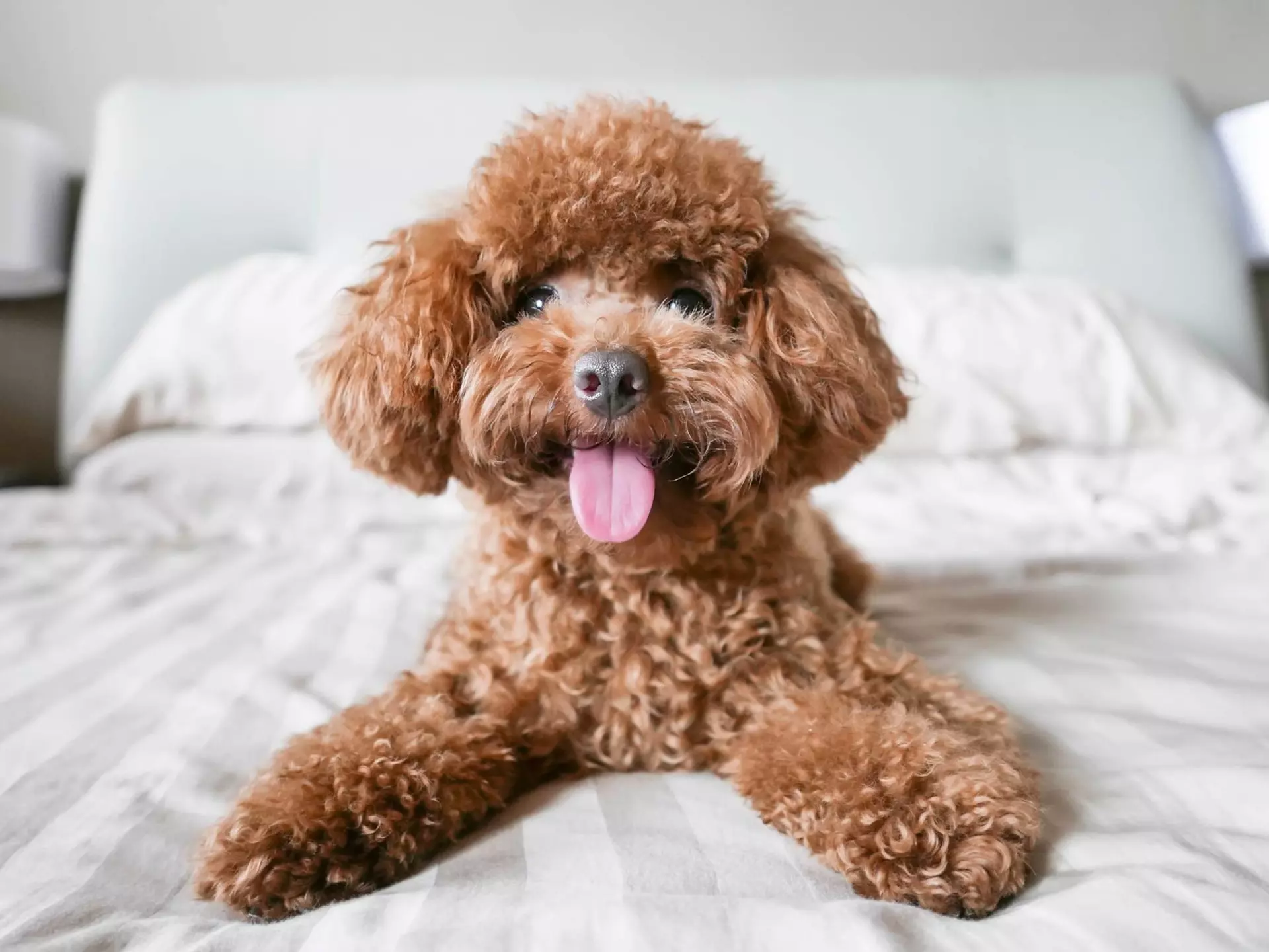 A labradoodle is lying on a white hotel bed with its tongue poking out