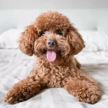 A labradoodle is lying on a white hotel bed with its tongue poking out